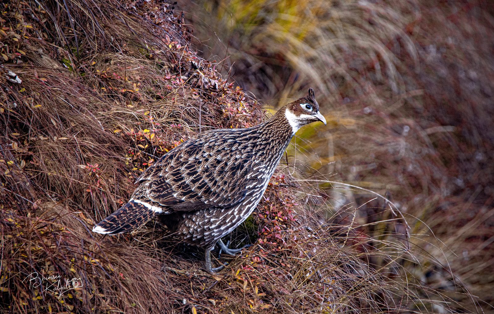 The Danphe, Nepal's national bird